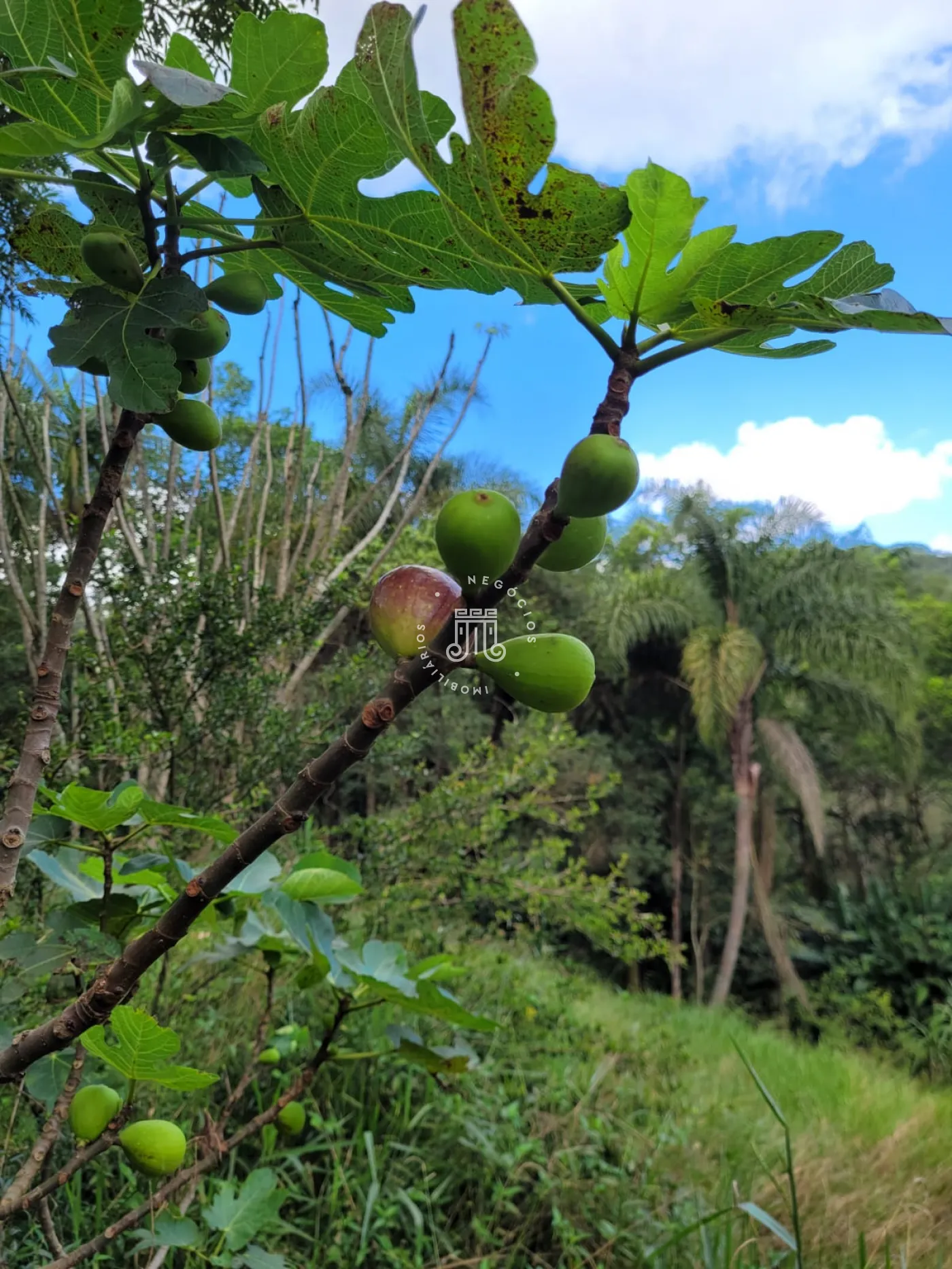 Comprar Rural / Chácara em Jundiaí R$ 2.500.000,00 - Foto 16