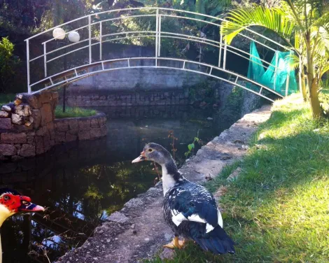imagem 4 - CHÁCARA DE RUA COMPLETA COM POMAR E LAGO NO JARDIM ITÁLIA EM JUNDIAÍ/SP imagem 4 - CHÁCARA DE RUA COMPLETA COM POMAR E LAGO NO JARDIM ITÁLIA EM JUNDIAÍ/SP